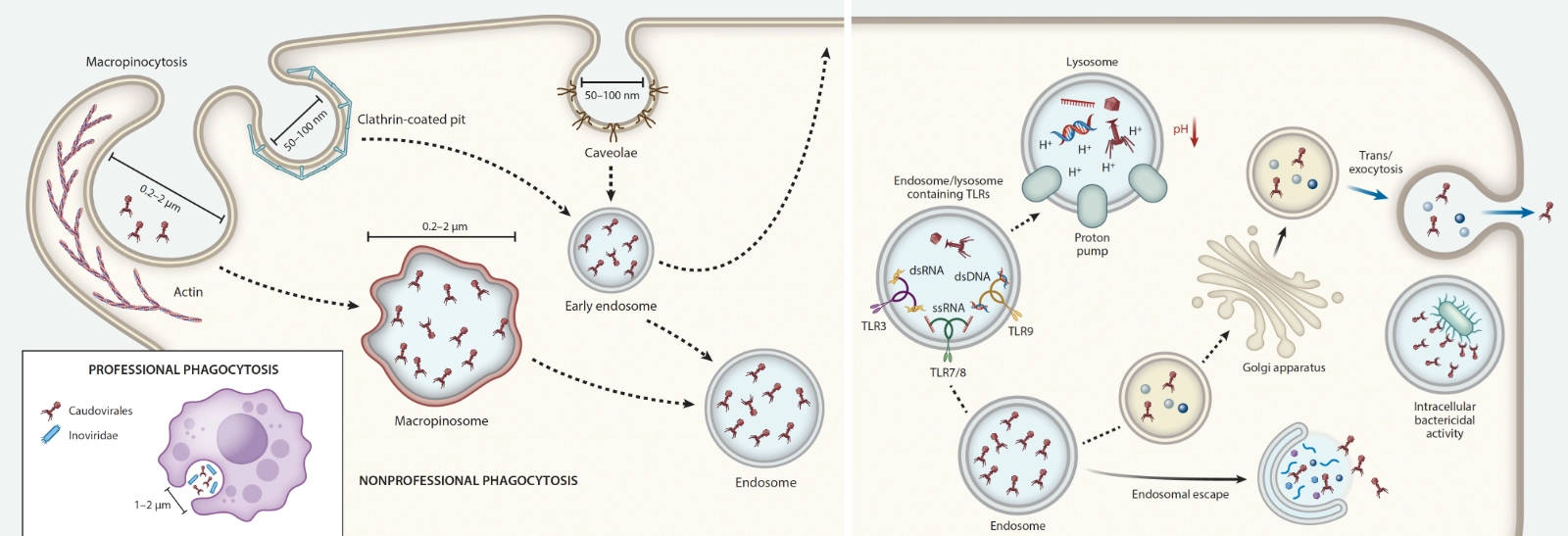 cells and phages
